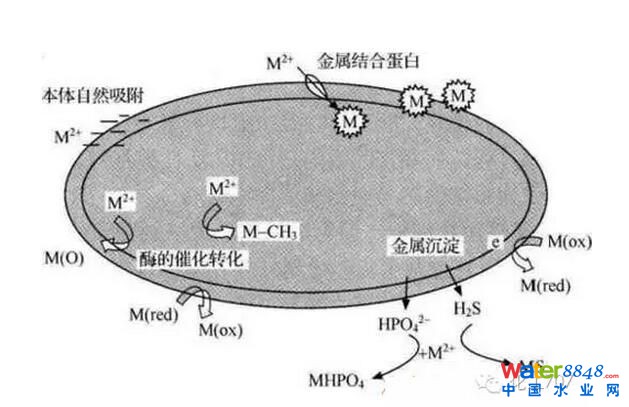 鐐瑰嚮鎵撳紑鍘熷浘